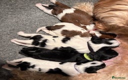 Cavapoo dogs for sale: HOME RAISED STUNNING TRI-COLOUR CAVAPOOS  - Image 5
