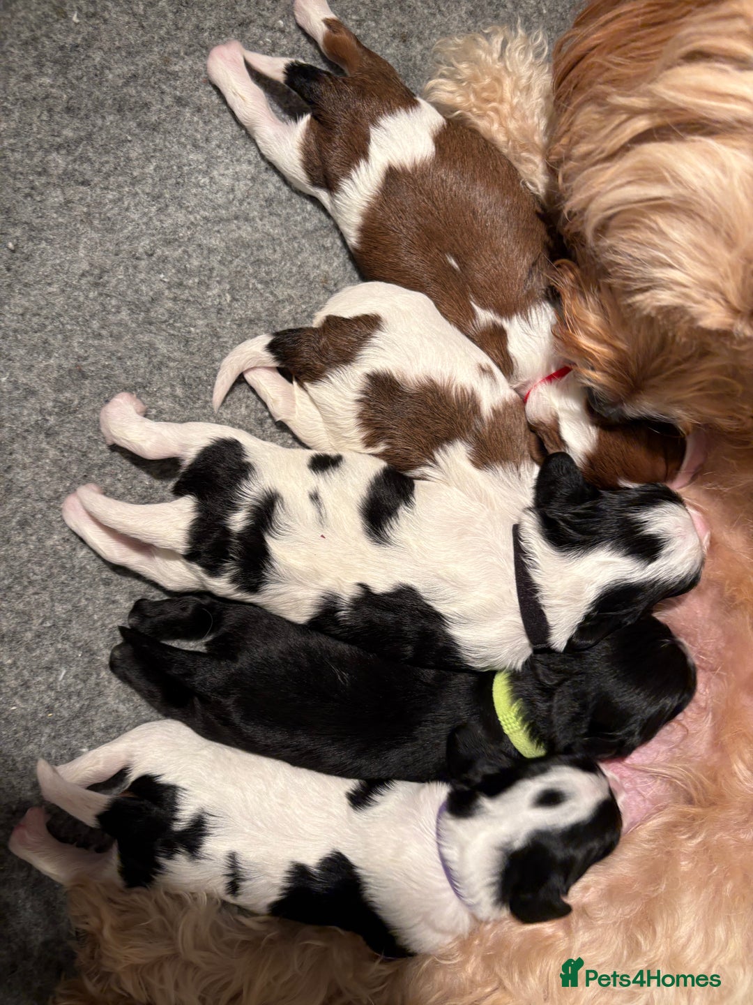 Cavapoo dogs for sale: HOME RAISED STUNNING TRI-COLOUR CAVAPOOS  - Image 5