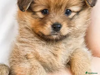 Pomchi dogs 💎 Luxury Teddy Bear Pomeranian Mix Puppies - Advert 3