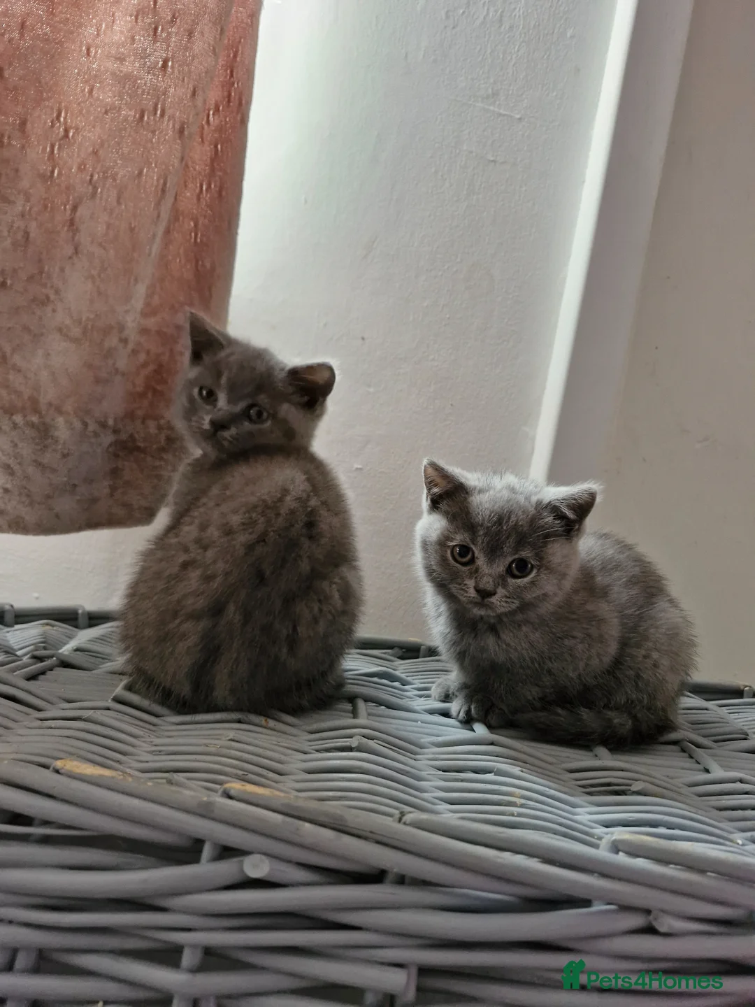 British Shorthair cats for sale: British Shorthair Kittens  - Advert 11