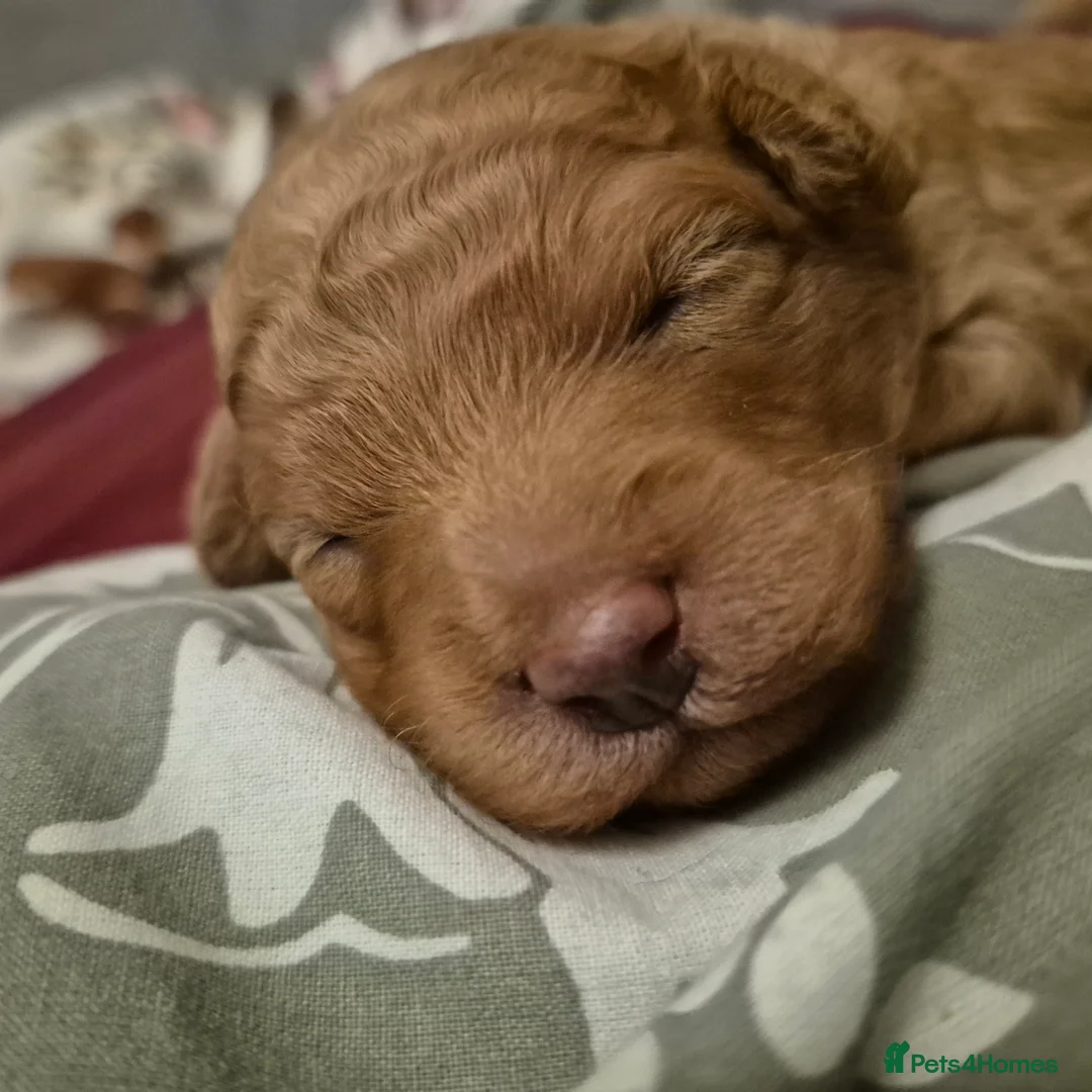 Cockapoo dogs for sale: Cockerpoo  - Advert 8