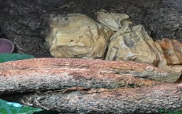 Gecko reptiles for sale: Bauer's Chameleon Gecko - Image 4