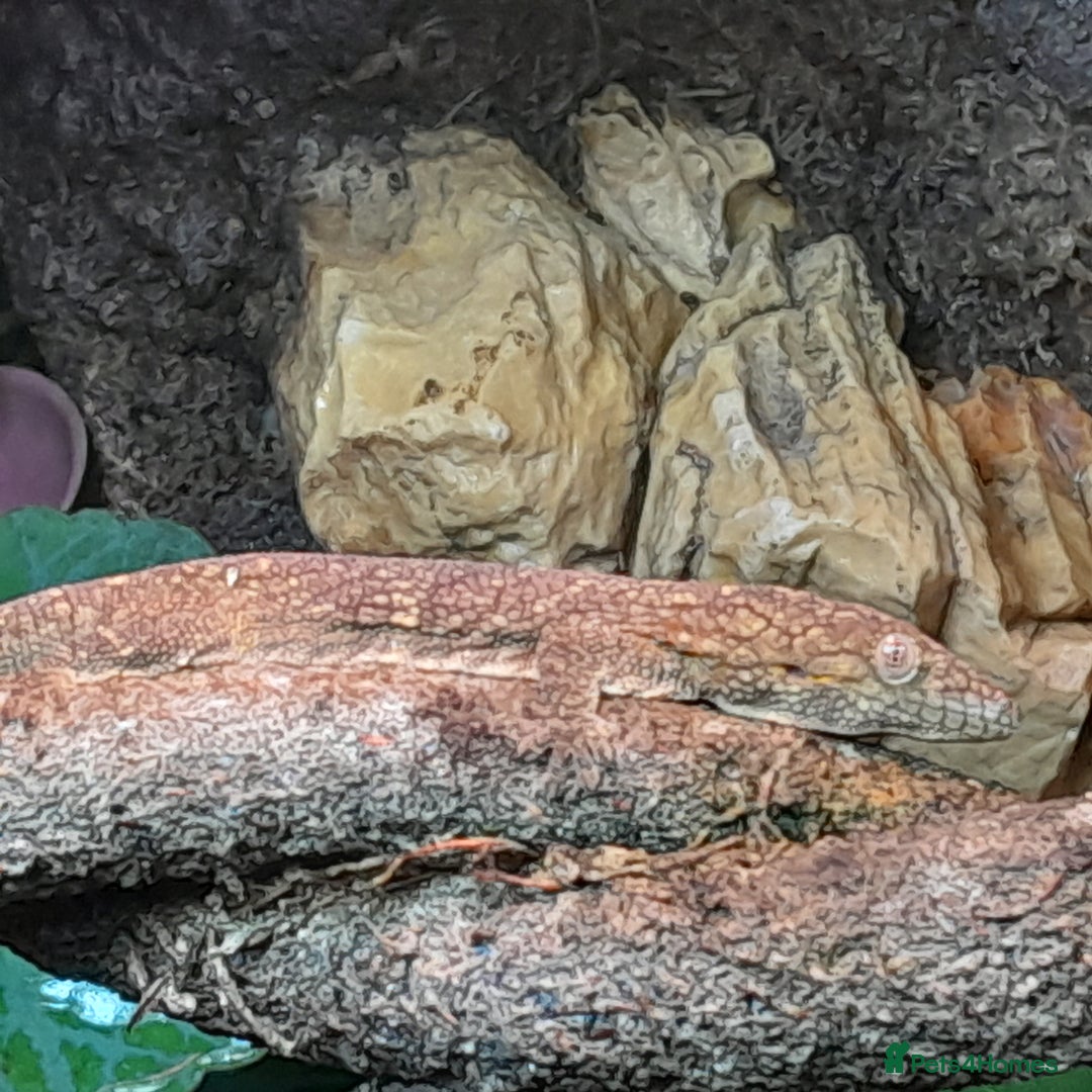 Gecko reptiles for sale: Bauer's Chameleon Gecko - Image 4