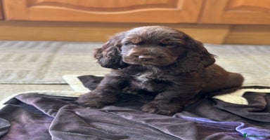 Cocker Spaniel dogs - Advert 11
