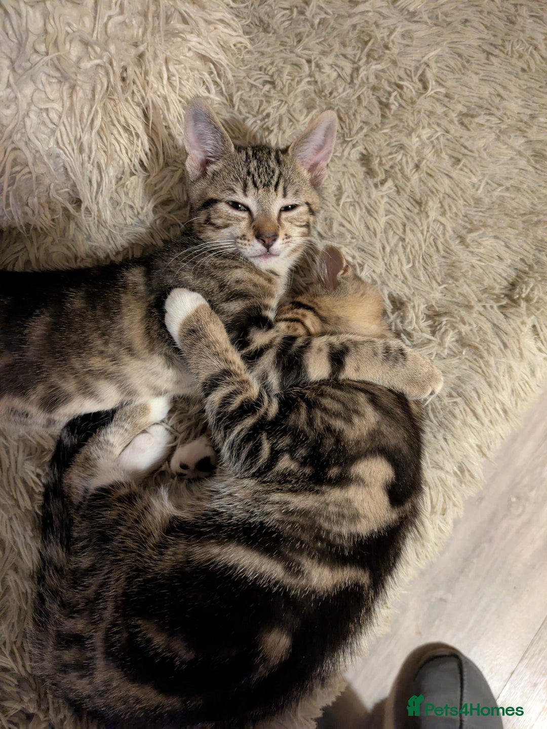 Domestic Shorthair cats for sale: Beautiful domestic short hair kittens for sale  - Image 17