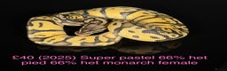 Python Snake reptiles for sale: Various royals for sale. (Reduced)  - Advert 9