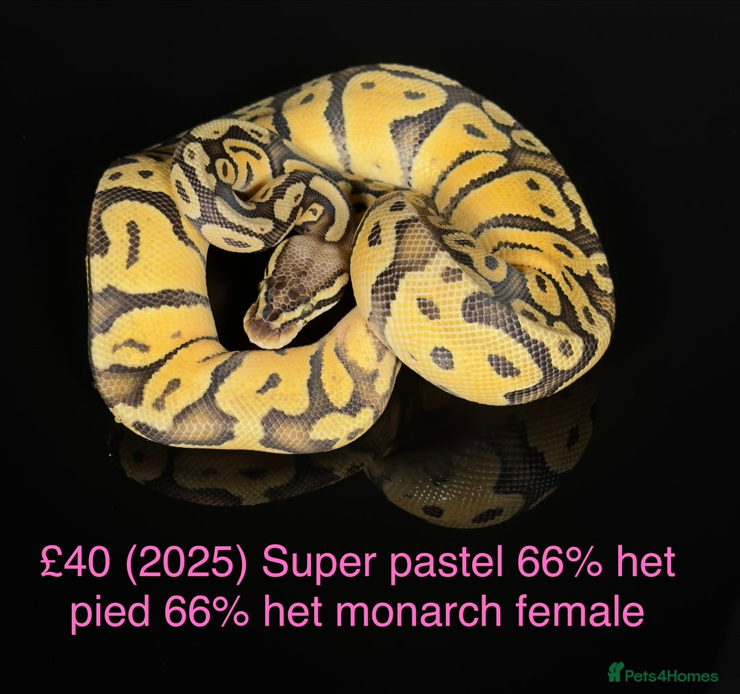 Python Snake reptiles for sale: Various royals for sale. (Reduced)  - Advert 9