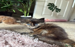 Maine Coon cats for sale: KITTENS FOR SALE - Image 7