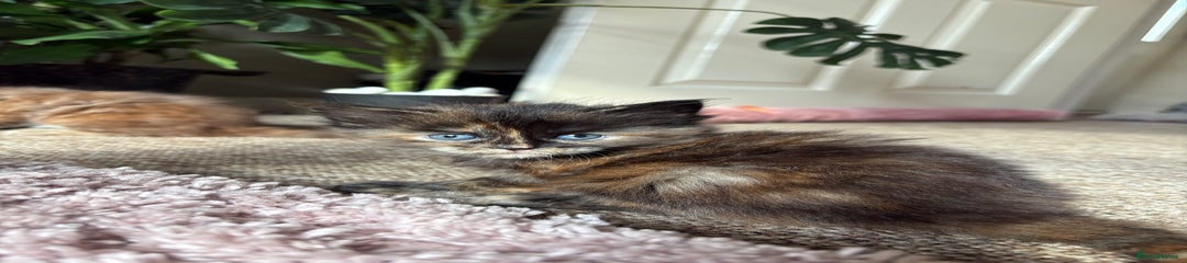 Maine Coon Kitten 3