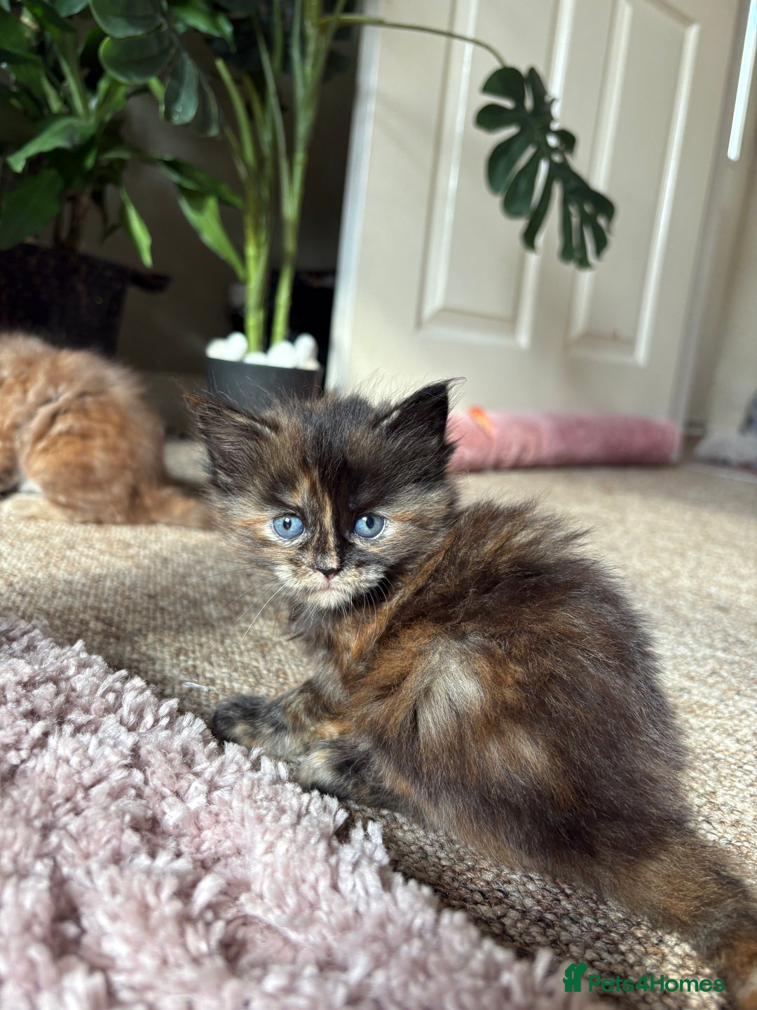 Maine Coon cats for sale: KITTENS FOR SALE - Image 7