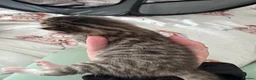 Bengal cats for sale: Mixed breed bengal kittens - Advert 4