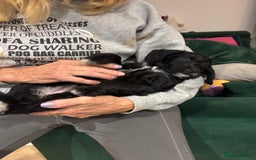 Mixed Breed dogs for sale: Bedlington cross cocker spaniel puppies  - Image 14