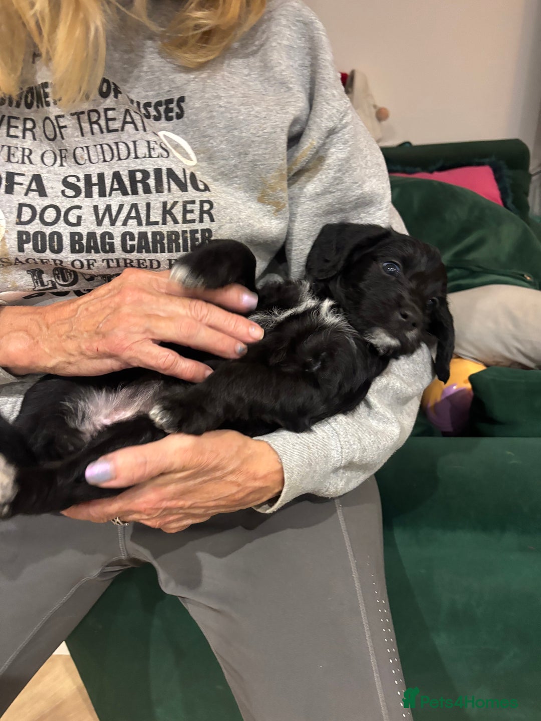 Mixed Breed dogs for sale: Bedlington cross cocker spaniel puppies  - Image 14