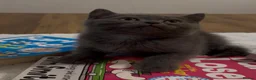 Scottish Fold cats for sale: Scottish Fold - Advert 9