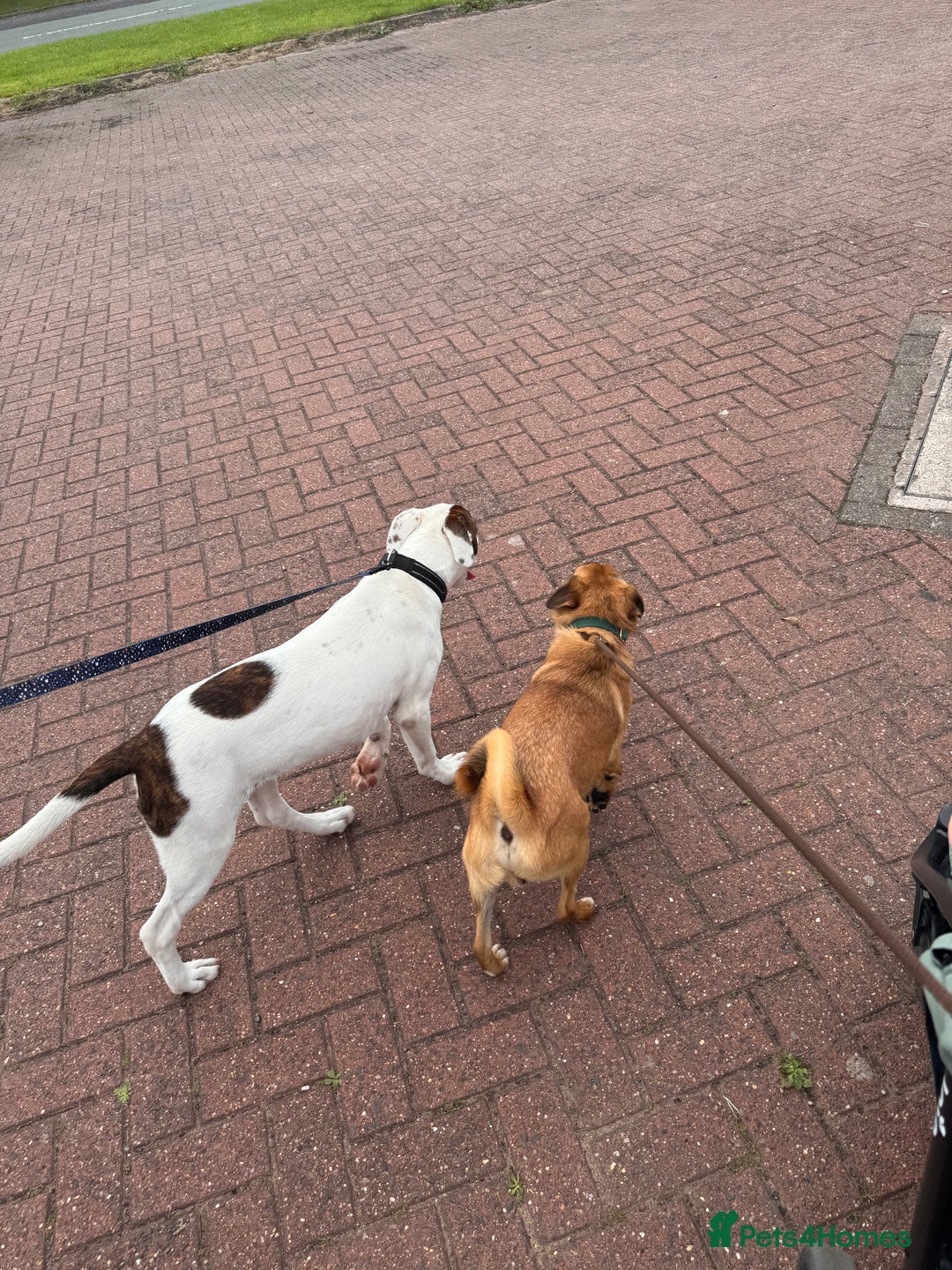 Jug dogs for sale: Reggie - Image 1