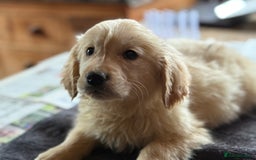 Golden Retriever dogs for sale: GOLDEN RETRIEVER PUPPIES BRED FOR TEMPERAMENT - Advert 6