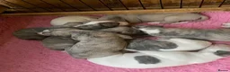 Whippet dogs for sale: Beautiful Pedigree Whippet Puppies.  in Boston - Advert 11