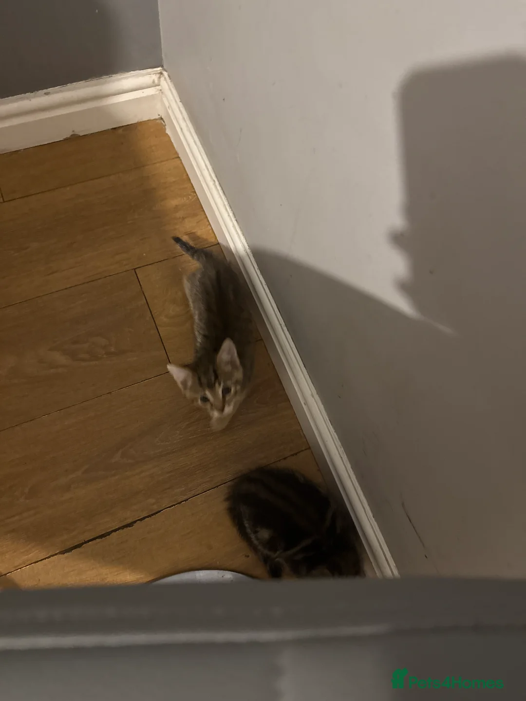 Mixed Breed cats for sale: Kittens  - Advert 2