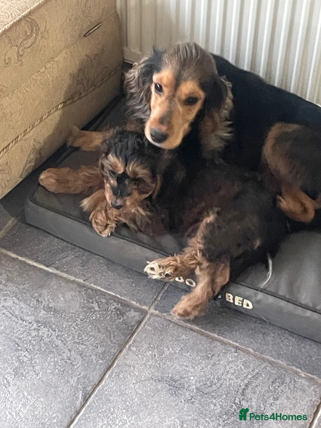 Cockapoo dogs for sale: Cockapoo Waiting list open  - Advert 2