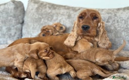 Cocker Spaniel dogs for sale: BEAUTIFUL KC REGISTERED SHOW TYPE HEALTH TESTED - Image 20
