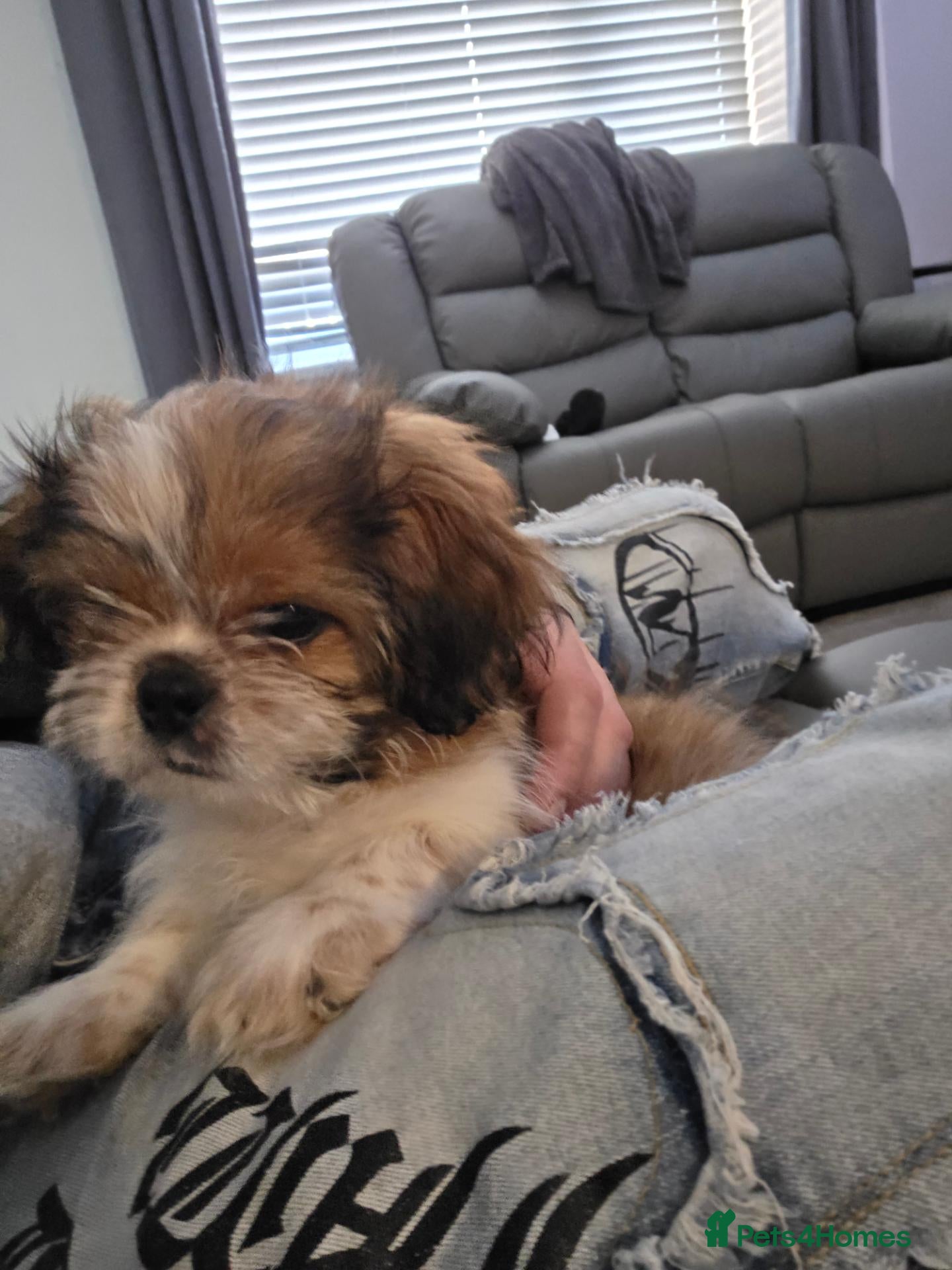 Shih Tzu dogs Light tan and white  shih tzu 9 weeks old  - Advert 10