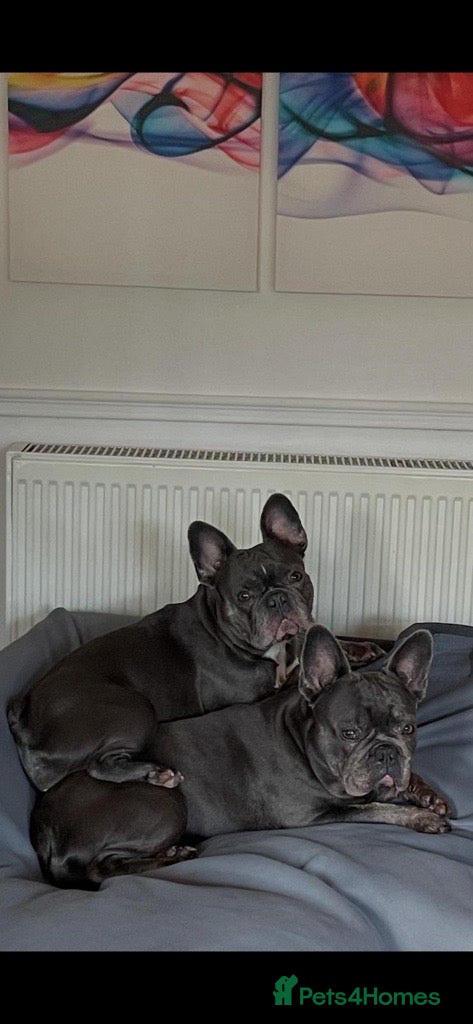 French Bulldog dogs for sale: Luna & Mike NEED a New Loving Home - Advert 8