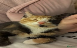 Domestic Shorthair cats for sale: Calico/tabby 5 month old kitten - Image 1