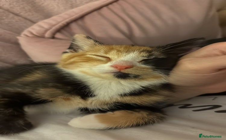 Domestic Shorthair cats - Advert 1