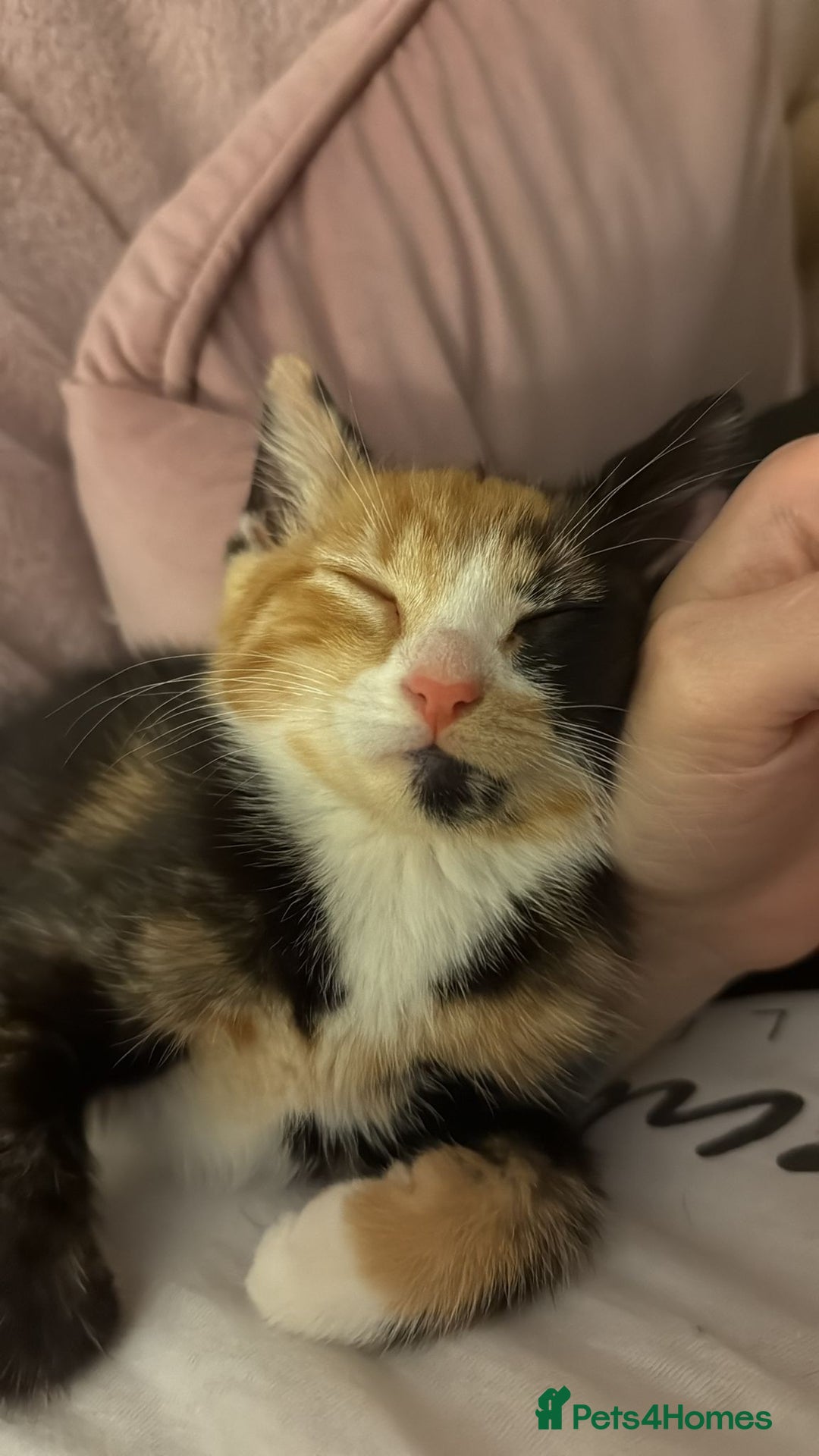 Domestic Shorthair cats for sale: Calico/tabby 5 month old kitten - Image 1