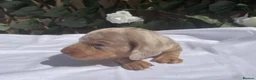 Miniature Dachshund dogs for sale: BEAUTIFUL TINY MINIATURE DASCHUNDS DAPPLE KC  - Advert 12