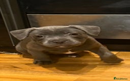 Staffordshire Bull Terrier dogs for sale: Lovely kc reg Staffordshire bull terrier puppies  - Image 12