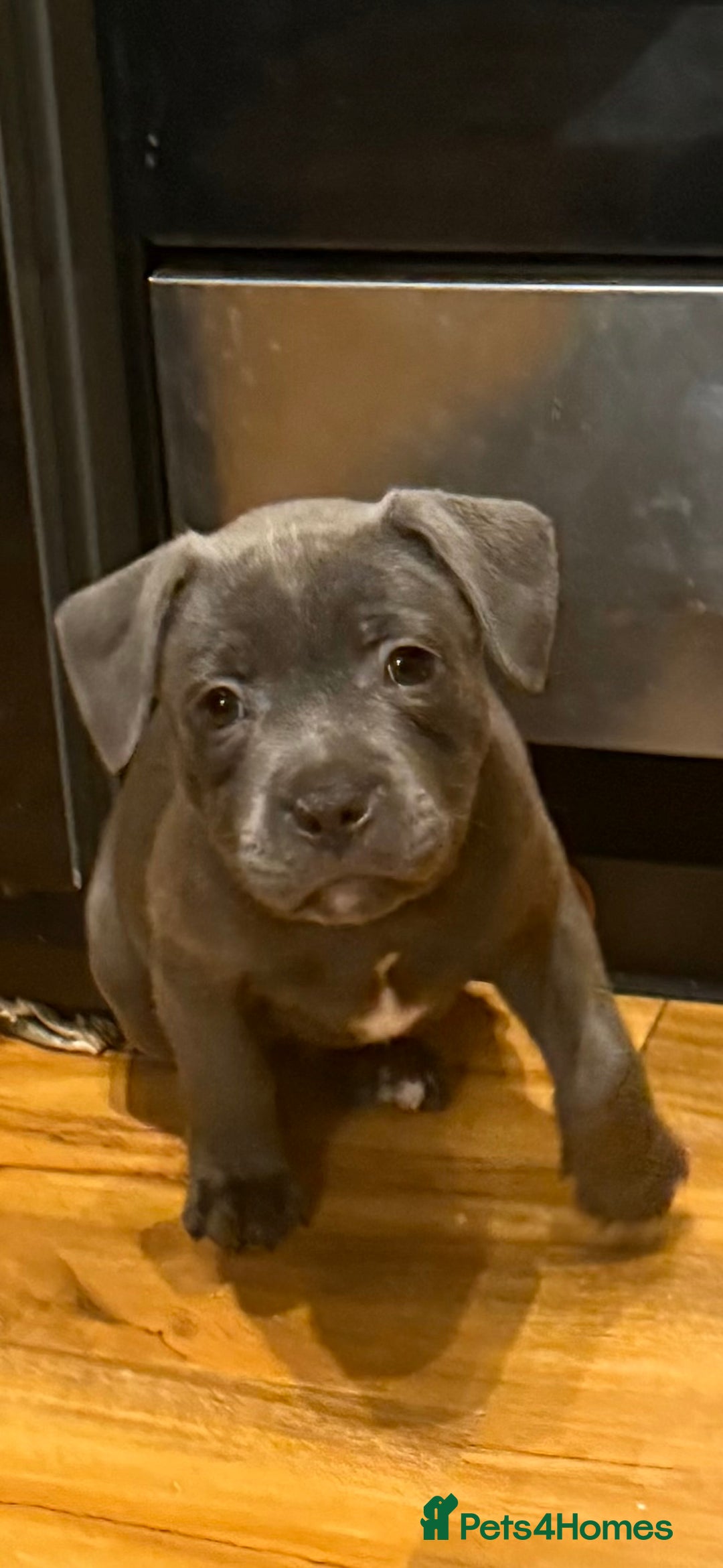 Staffordshire Bull Terrier dogs for sale: Lovely kc reg Staffordshire bull terrier puppies  - Image 12