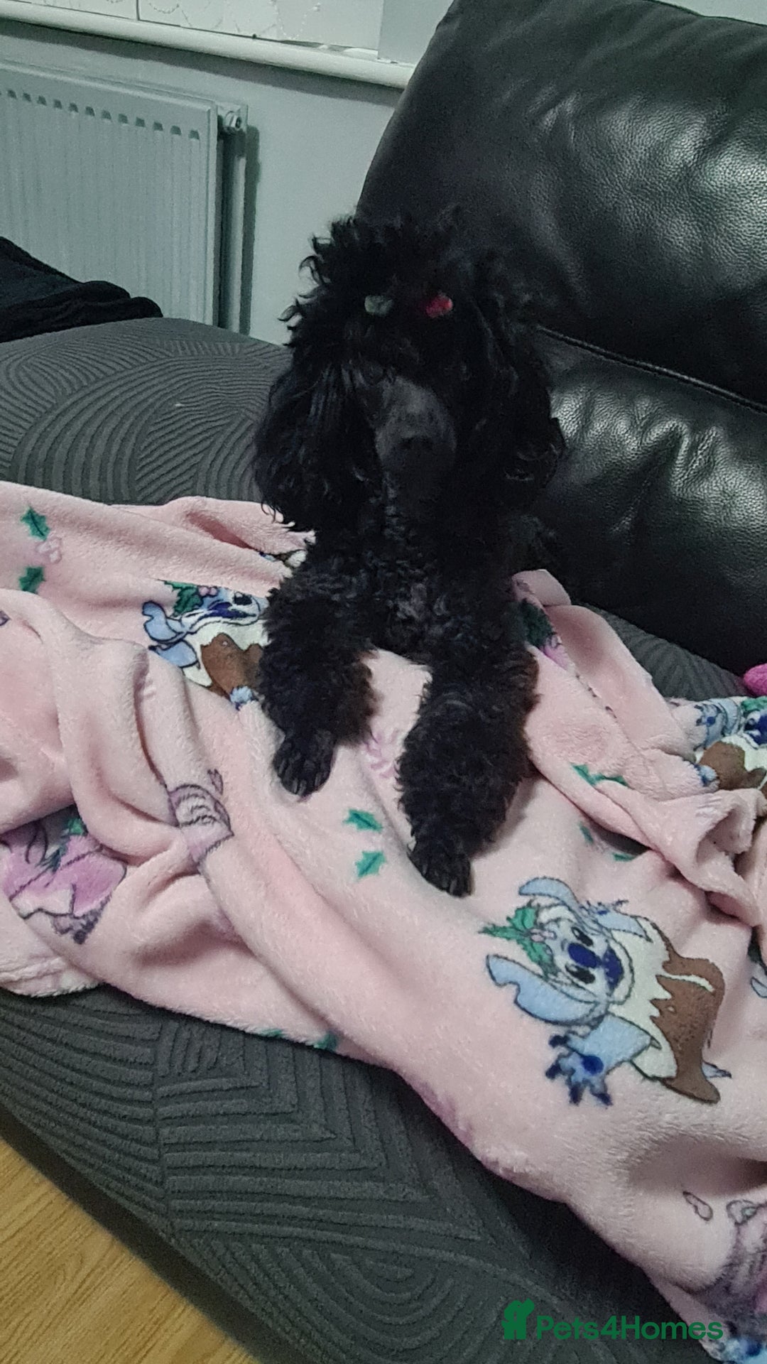 Toy Poodle dogs for sale: Toy poodle puppies  - Advert 2