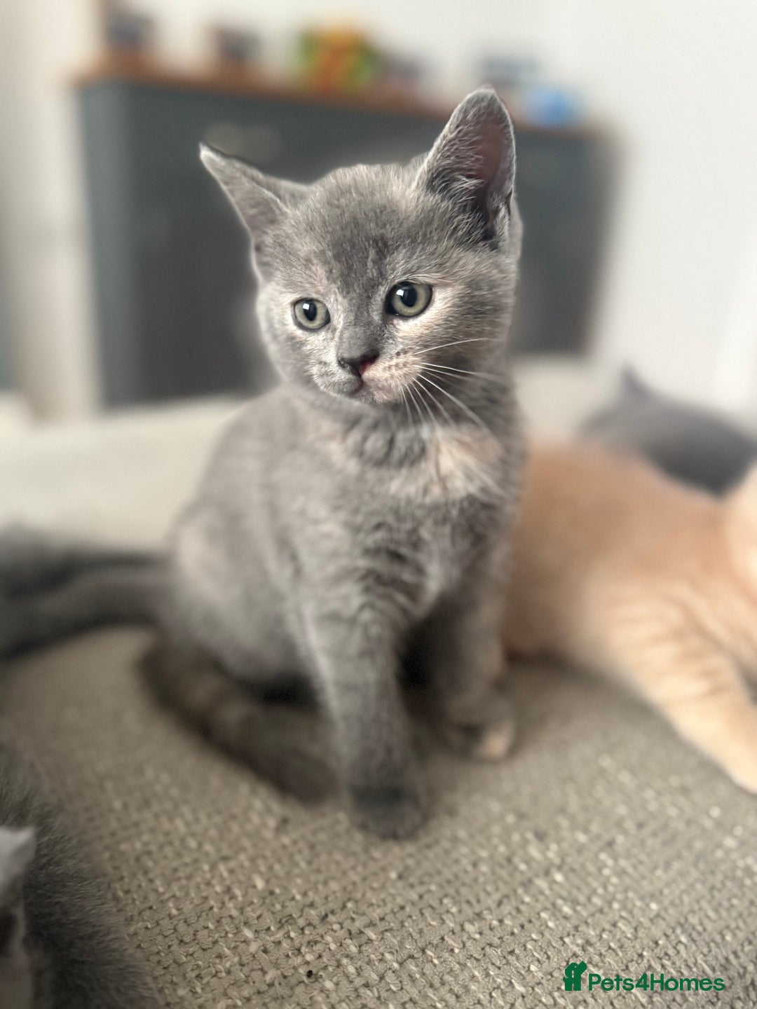 British Shorthair cats for sale: British shorthair cross Russian blue kitten - Image 3