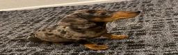 Dachshund dogs for sale: Smooth haired Dachshund  in Stourport-on-Severn - Advert 4