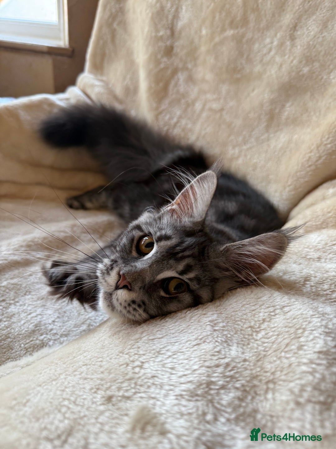 Maine Coon cats for sale: Pedigree GCCF Russian Import line Maine Coons - Advert 22