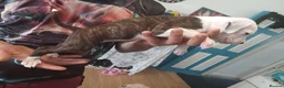 Staffordshire Bull Terrier dogs for sale: Puppy Staffordshire Bull Terrier - Advert 9