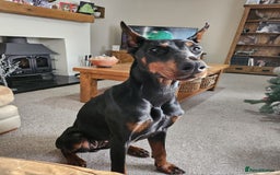 Dobermann dogs for sale: 2 Yr Old European Import Female Doberman  - Image 3