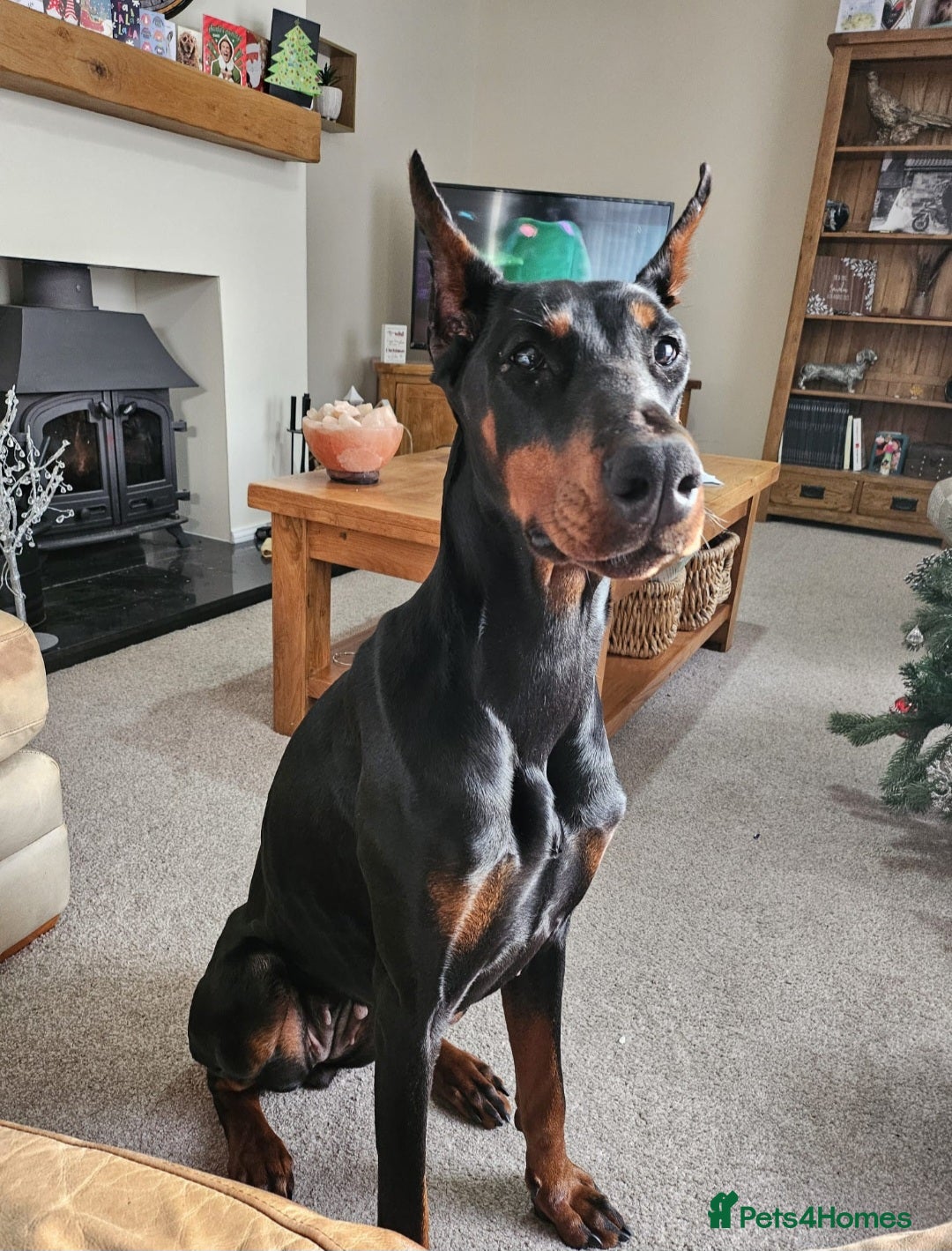 Dobermann dogs for sale: 2 Yr Old European Import Female Doberman  - Image 3