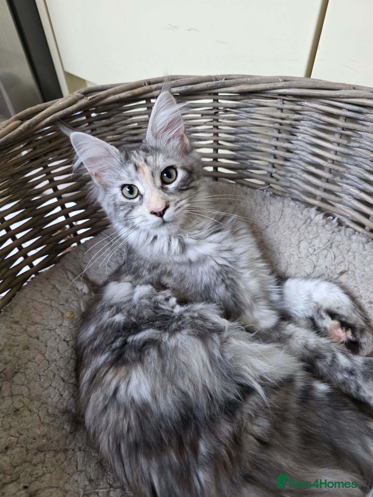 Maine Coon cats 🐾 2 Stunning Girls Left - GCCF Registered 🐾 - Advert 1