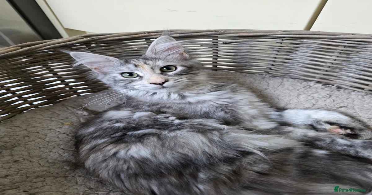 kittens-for-sale-in-dorset-pets4homes