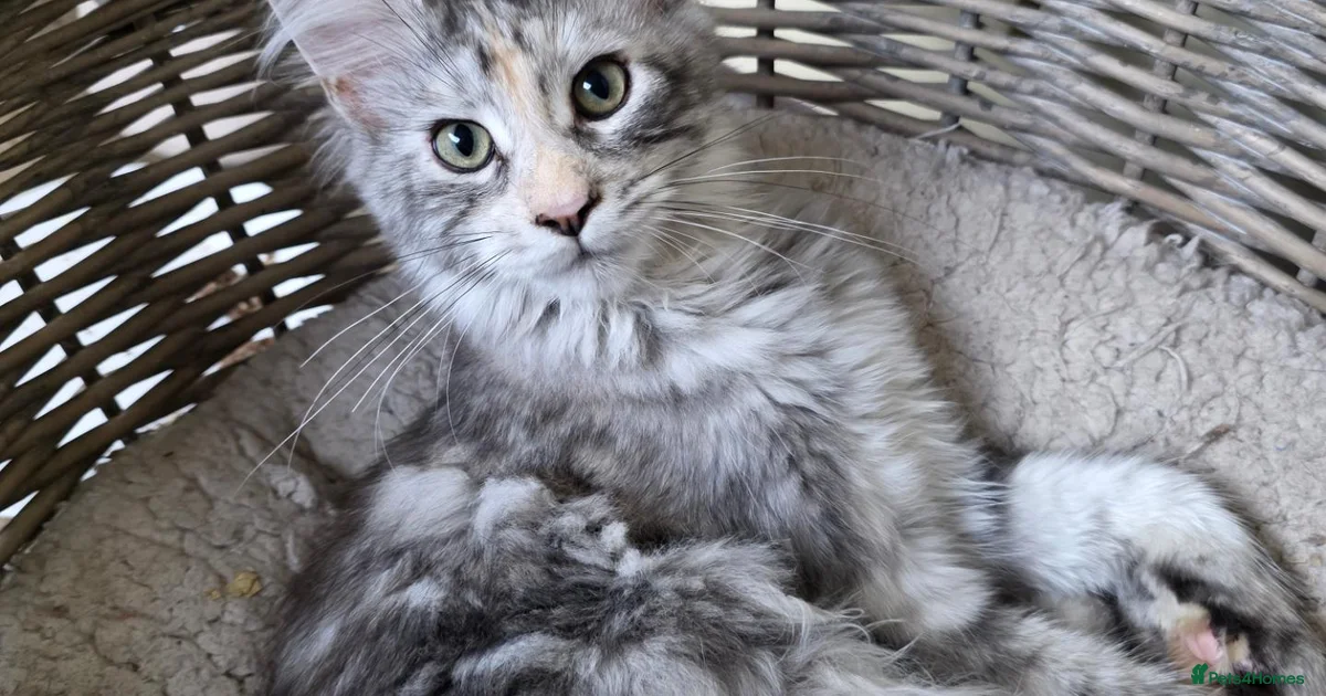 Kittens For Sale In Dorset Pets4Homes kittens-for-sale-in-dorset-pets4homes