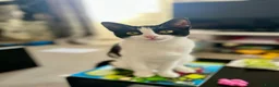 Mixed Breed cats for sale: 2 kittens for sale  in Southampton - Advert 6