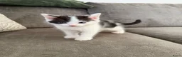 Mixed Breed cats for sale:  half ragdoll kittens for sale 2 male  in Glasgow - Advert 7