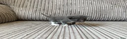 Mixed Breed cats for sale: Half ragdoll kittens  - Advert 7