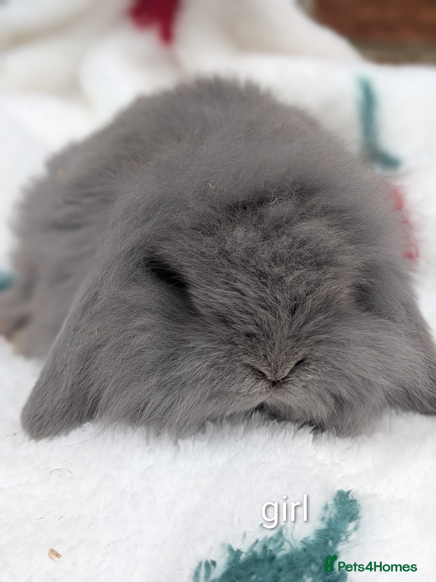 Mini Lion Lop rabbits Single main lion lops - Advert 15