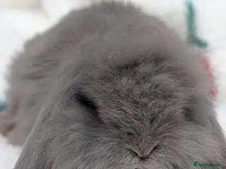 Mini Lion Lop rabbits Single main lion lops - Advert 15