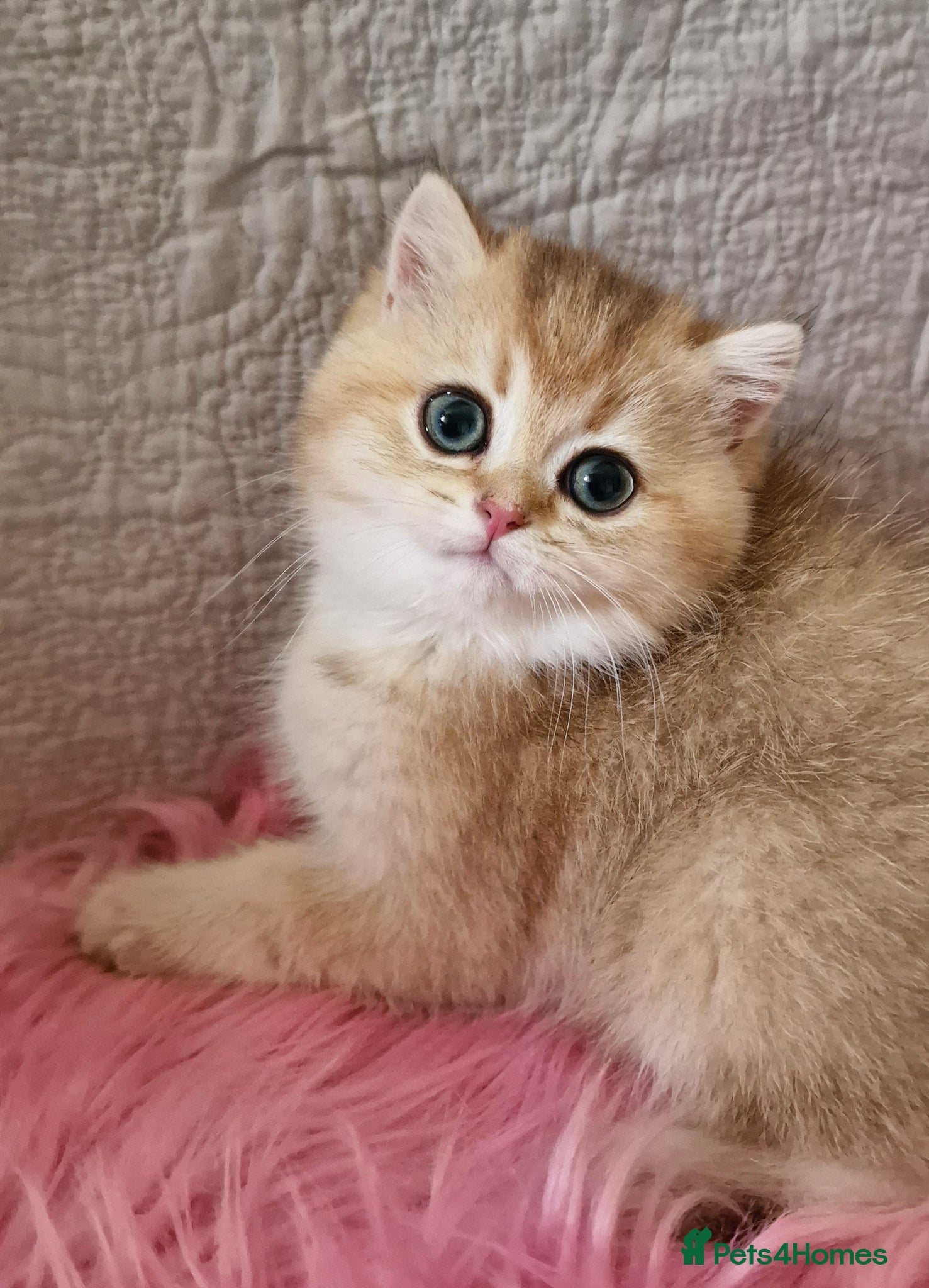 British Shorthair cats 🧡 GOLDEN BSH KITTENS TICA 🧡  - Advert 2