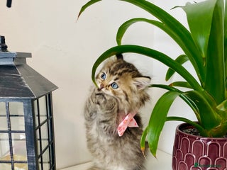 Ragdoll cats - Advert 20