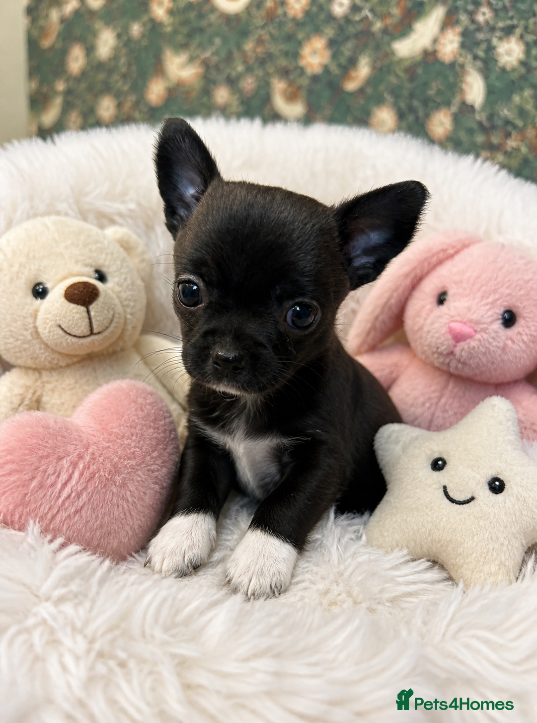 Chihuahua dogs Stunning smoothcoat black little chihuahua female  - Advert 8